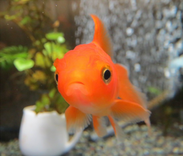 ゴラちゃん