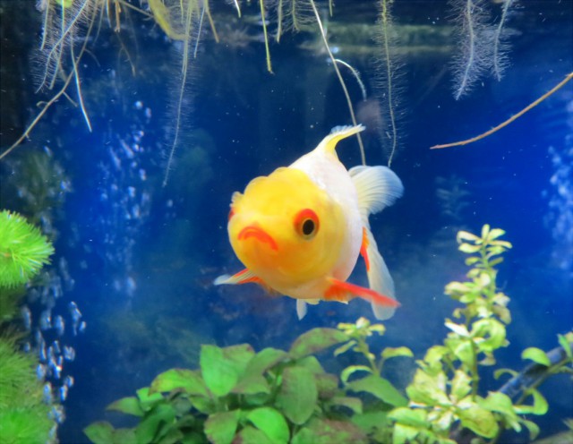 うちの看板金魚?オランダ獅子頭のはるさん(♂)